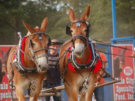 Mules pulling carriage