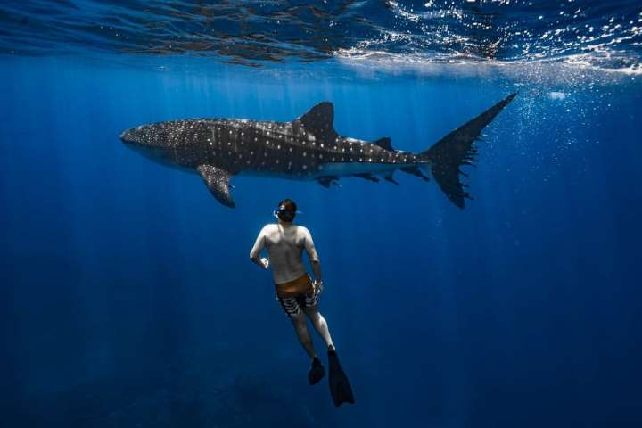Diver swimming with shark