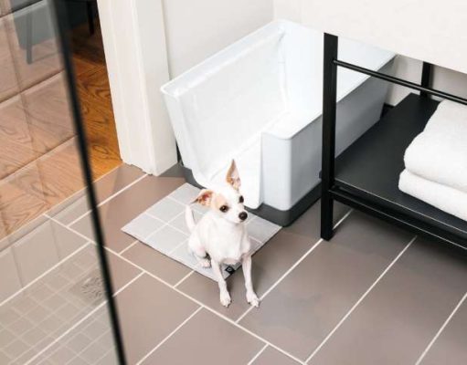 Kimpton Saint George Hotel welcomes Doggy Bathroom