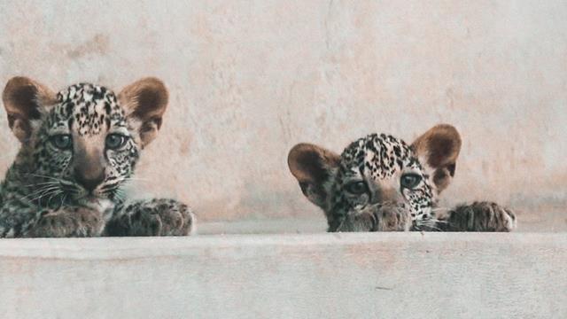 ARABIAN LEOPARD CUBS