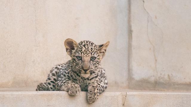 ARABIAN LEOPARD CUBS