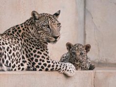 ROYAL COMMISSION FOR ALULA WELCOMES TWO ARABIAN LEOPARD CUBS ARABIAN LEOPARD CUBS