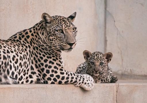 ROYAL COMMISSION FOR ALULA WELCOMES TWO ARABIAN LEOPARD CUBS ARABIAN LEOPARD CUBS