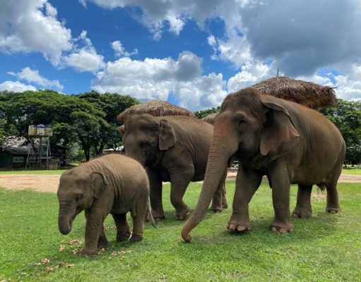 Elephant Conservation and Reforestation 137 Pillars Hotels & Resorts Thailand Three elephants