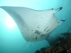 Intercontinental Maldives Launches First Manta Ray Retreat of Its Kind manta ray in the Maldives