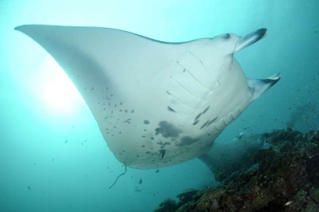 manta ray in the Maldives