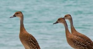 The Magnificent Birds of Antigua & Barbuda Birds on beach
