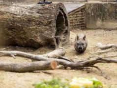 Taronga Zoo Welcomes Adorable Southern Hairy-Nosed Wombat Joey Joey the Wombat
