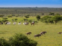 Bucket list horse safaris