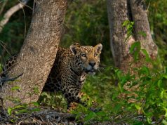 5 Destinations Where You Will See Tigers, Pumas, Jaguars, & Leopards Jaguar in Brazil