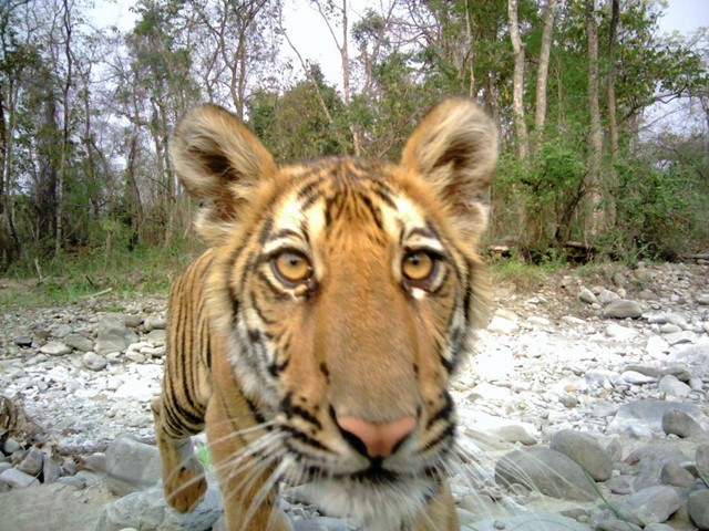 Up close photo of tiger  