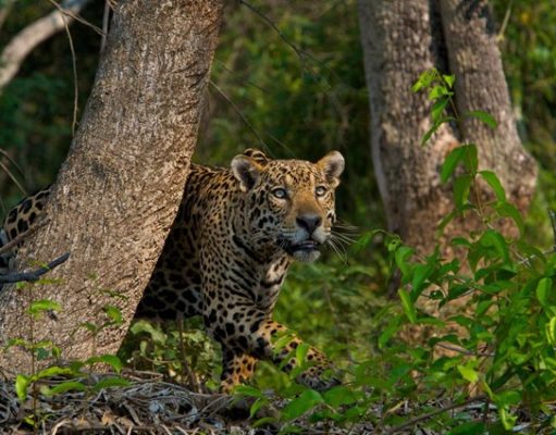 5 Destinations Where You Will See Tigers, Pumas, Jaguars, & Leopards Jaguar in Brazil