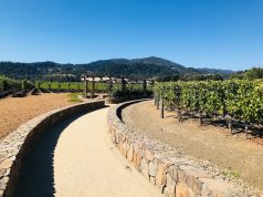 California for the Wine Enthusiast: Best Tips for your Trip