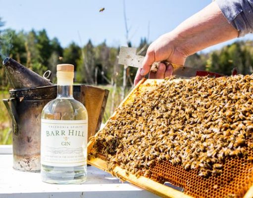 Barr Hill Brings Back Bee’s Knees Week: the Largest Sustainability Initiative in the Spirits Industry Photo of staged bottle of Gin