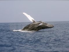 Land And Sea, Large and Wee – Wildlife Is Thriving In Panamá’s Diverse Ecosystems  Humpback whales