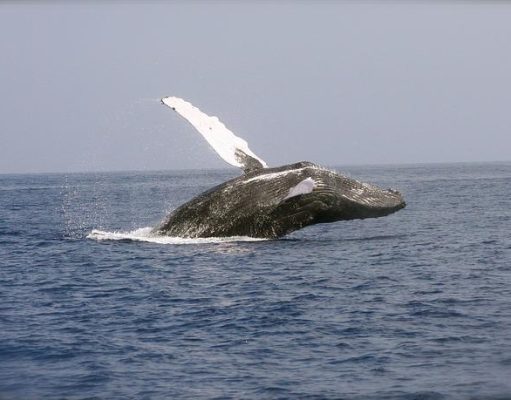 Land And Sea, Large and Wee – Wildlife Is Thriving In Panamá’s Diverse Ecosystems Humpback whales