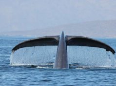 Whale Watching Season in Baja California Sur Whale Watching Season in Baja California Sur