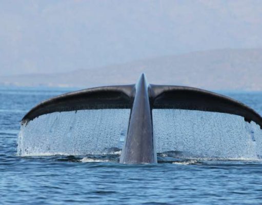 Whale Watching Season in Baja California Sur Whale Watching Season in Baja California Sur