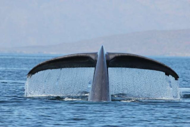 Whale Watching Season in Baja California Sur