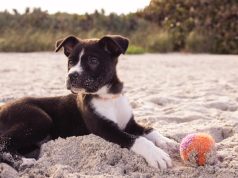 Tips For Staying in A Dog-Friendly Hotel
