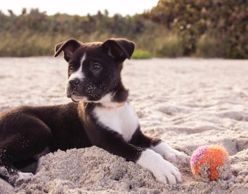 Tips For Staying in A Dog-Friendly Hotel