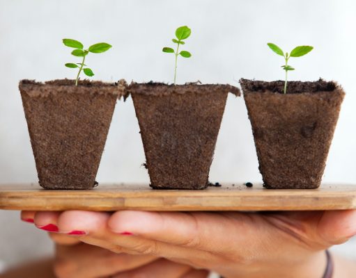 The Fundamentals of Plant Fertilization