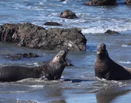 Special Places to Visit Along the California Coast