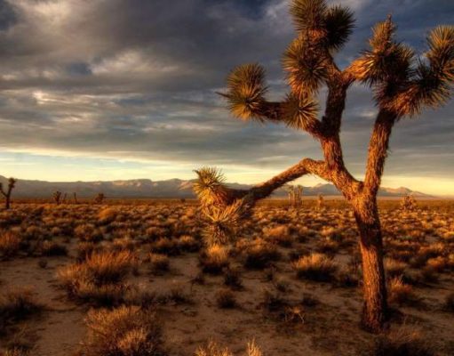 How to Survive in the Desert – 2023 Guide Joshua Tree in desert
