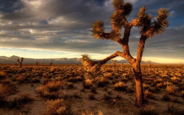 Joshua Tree in desert