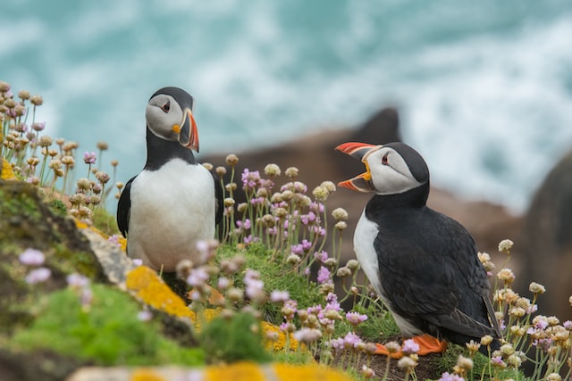 Falling In Love With Wildlife Photography