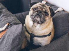 How to Travel Internationally with Your Furred Best Friend