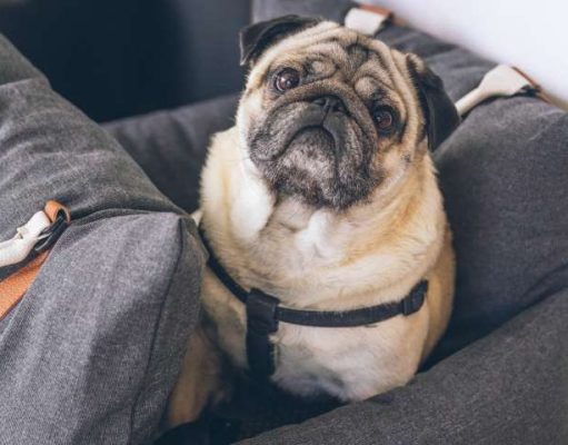 How to Travel Internationally with Your Furred Best Friend