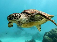 Amilla Maldives teams up with Olive Ridley Project to host Maldivian sea turtle biologist