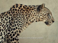Saudi Arabia Marks 10 February As Arabian Leopard Day With A Series Of Activations Across The Country and Beyond