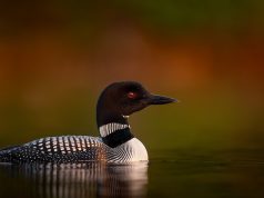 Fun facts you didn’t know about Ontario, Canada