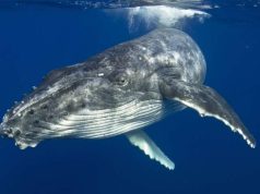 Play, Stay And Get Carried Away In Merimbula, Australia