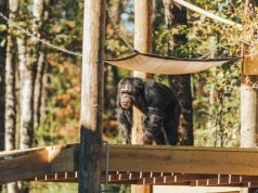 World’s Largest Chimpanzee Sanctuary offering new private visitor access