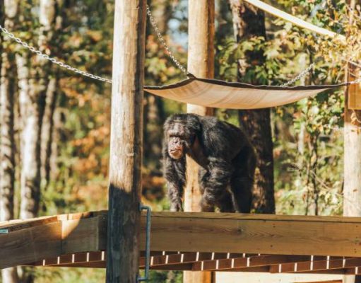 World’s Largest Chimpanzee Sanctuary offering new private visitor access