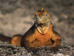 Wildlife Adventure in the Galápagos Islands