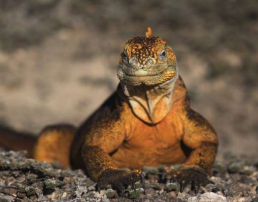 Wildlife Adventure in the Galápagos Islands