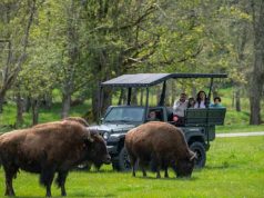 Turn Your Road Trip to Mount Rainier into a Children’s Storybook Getaway