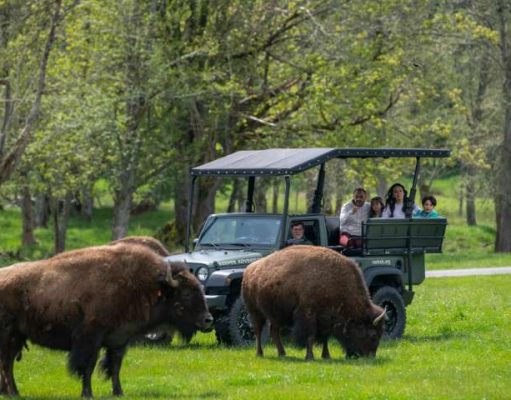 Turn Your Road Trip to Mount Rainier into a Children’s Storybook Getaway