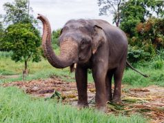 Ethical Wildlife Tourism: 10 Elephant Sanctuaries in Thailand