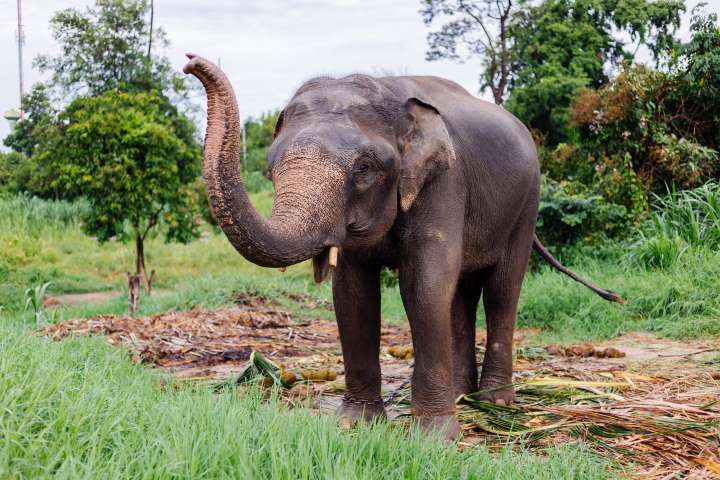 portrait beuatiful thai asian elephant stands green field elephant with trimmed cutted tusks