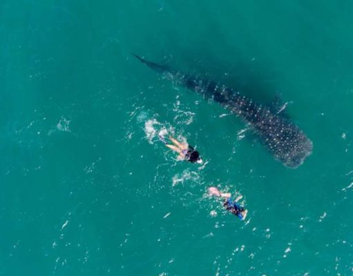Top 10 Things To Do In Baja With Four Seasons Resort And Residences Los Cabos