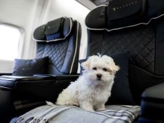 Pets on Jets: Why Rich and Famous Travel with Animals