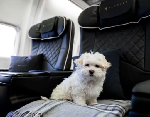 Pets on Jets: Why Rich and Famous Travel with Animals