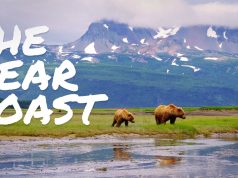 New Short Film by Natural Habitat Adventures Celebrates Earth Day with a Mesmerizing Portrait of Alaska’s Brown Bears