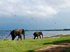Encounter Sri Lanka’s Big Five on Aggressor Safaris