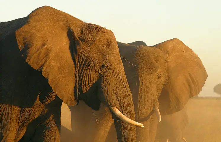 African elephant: strong, smart, but vulnerable